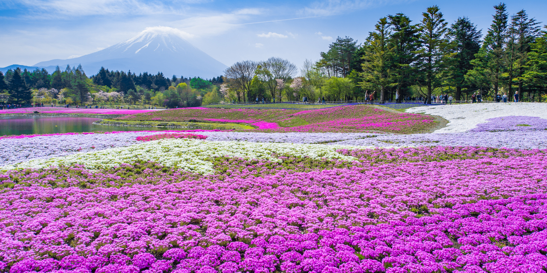 芝桜の名所に行こう（首都圏発）│近畿日本ツーリスト