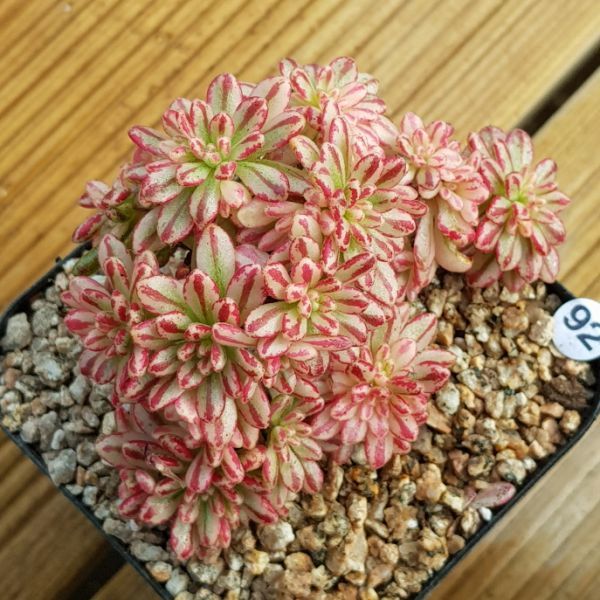 53”#多肉植物アエオニウム錦❤️金絲雀锦❤️1大頭3-5 子芽24cm拔き苗