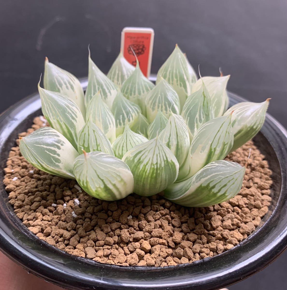 新品】多肉植物 ハオルチア オブツーサ錦「白蛇伝」白糊斑 親木の落札