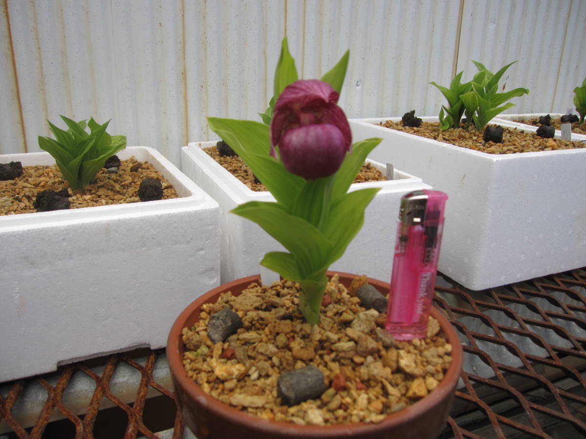 鉢花】山野草 留萌 ホテイ アツモリソウ 花1葉1芽株の落札情報詳細