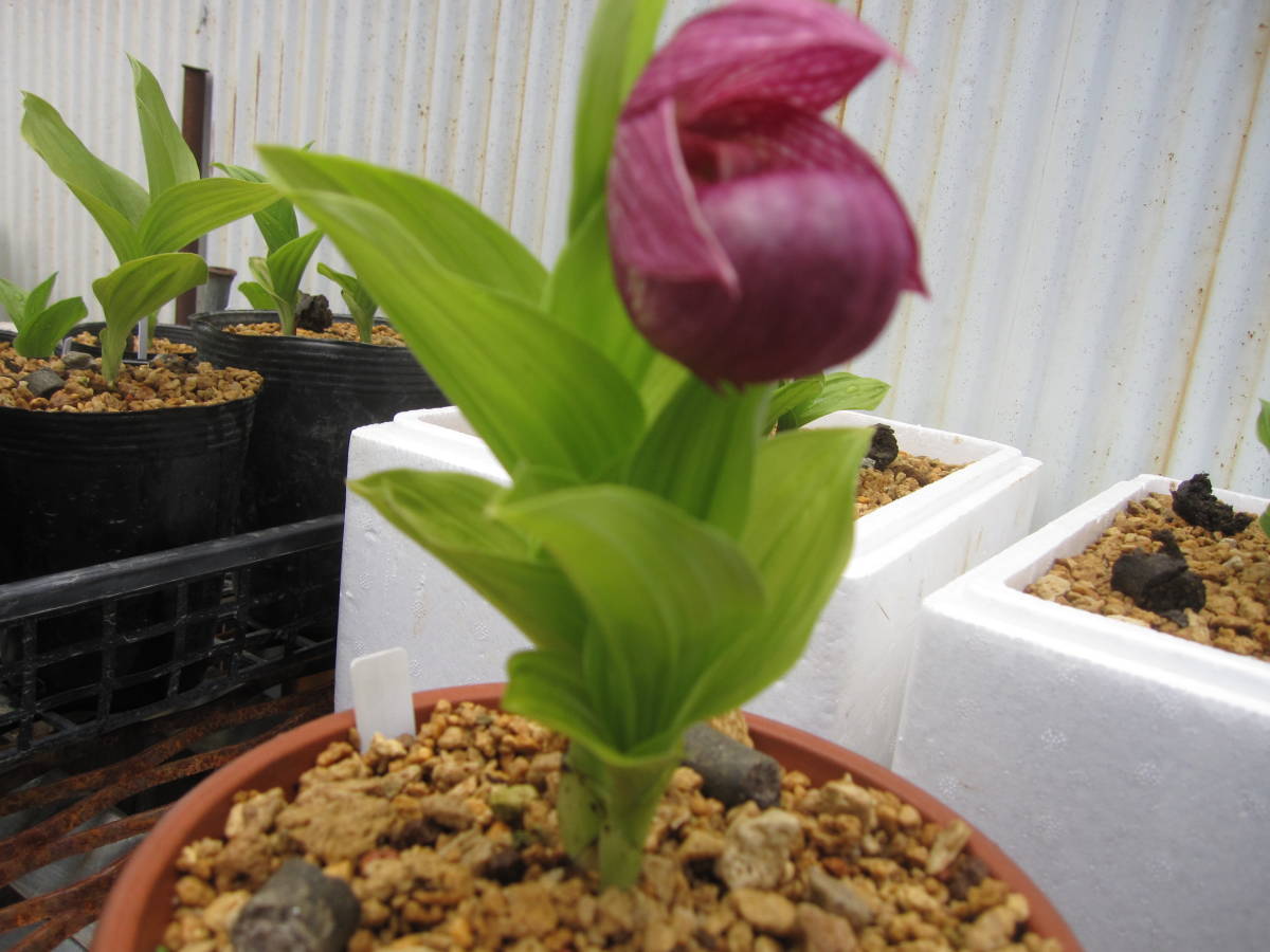 鉢花】山野草 留萌 ホテイ アツモリソウ 花1葉1芽株の落札情報詳細