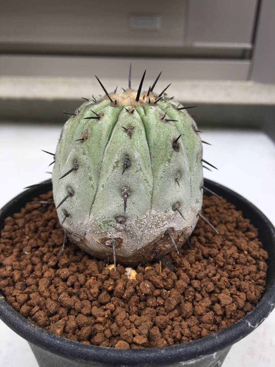 コピアポア // デュラ // ハイブリッド / 斑入り（20250803-8