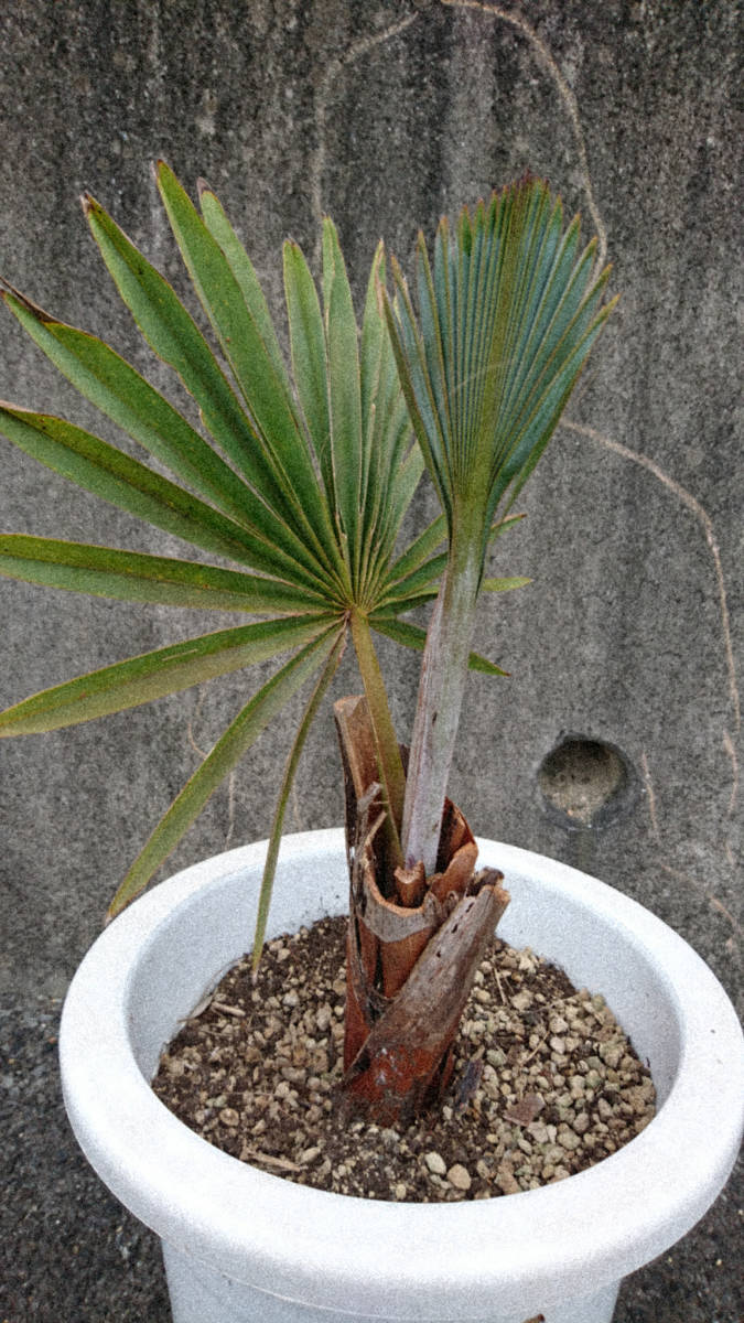 現品】ビスマルキア・ノビリス 椰子 ヤシ 10号 j12番 ヤシ 現品