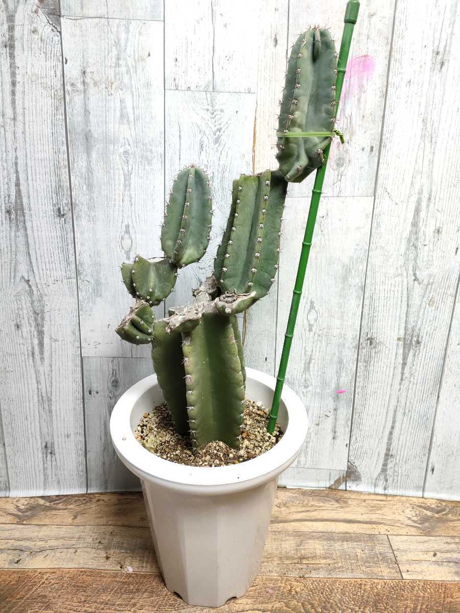 未使用】柱サボテン ブランチ 切り込み仕立て ハシラサボテン 鬼面角