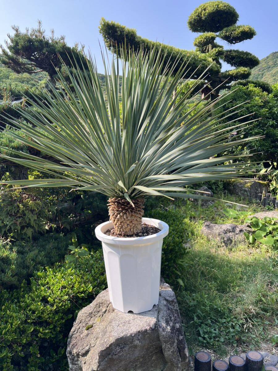 ユッカ アロイフォリア バリエガータ 4ヘッド ユッカ アロイフォリア