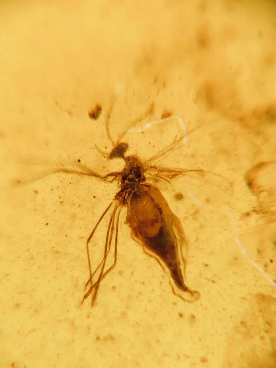 ジェラシックパークの初期作品を思い出す！虫入り琥珀！蚊のような昆虫