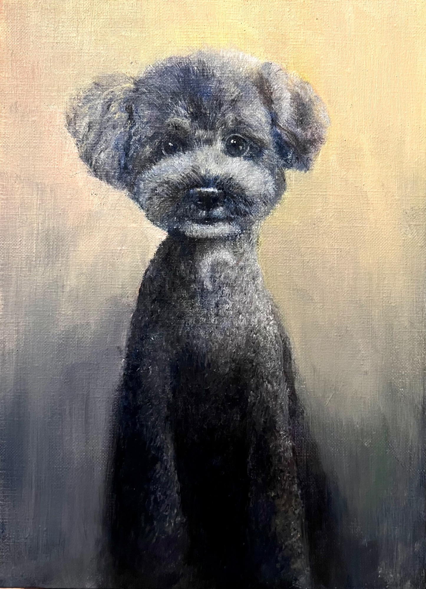 トイプードル - GENSEKI