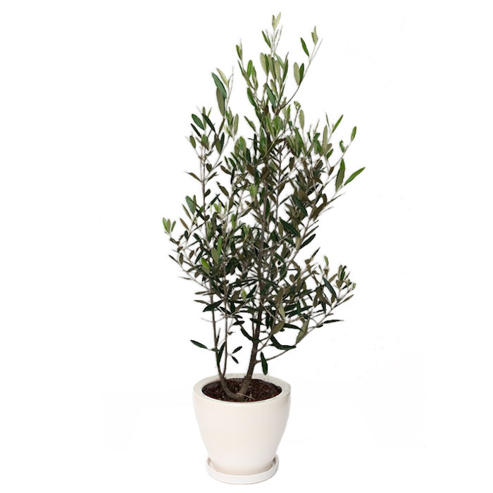 観葉植物「オリーブ8号 陶器鉢」｜法人向けビジネスフラワーギフト通販