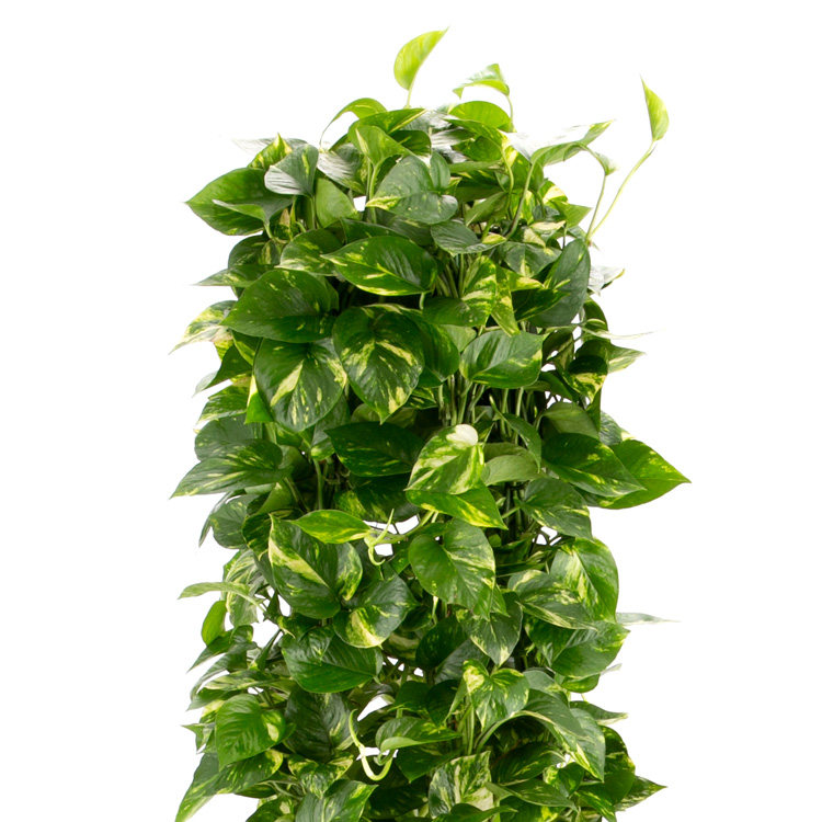 観葉植物「ポトス10号 ラッピング」｜法人向けビジネスフラワーギフト