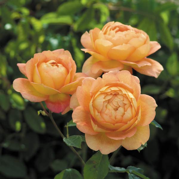 園芸ネット本店｜イングリッシュローズ デビッド・オースチン