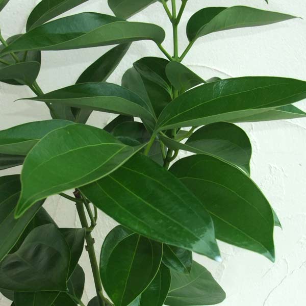 園芸ネット本店｜ニッケイ（肉桂）：本ニッケイ（ニッキ）5号ポット の