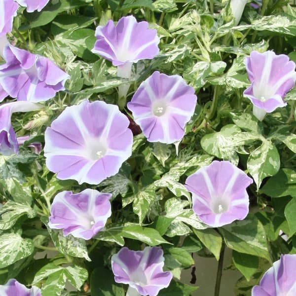 園芸ネット本店｜アサガオ：枝垂れ朝顔恋しぐれスカイブルー3.5号