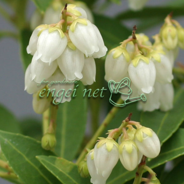 園芸ネット本店｜アセビ（馬酔木）：屋久島アセビ2.5～3号ポット の