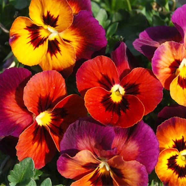 園芸ネット本店｜うえたコレクションビオラ：サンセットオーシャン3.5