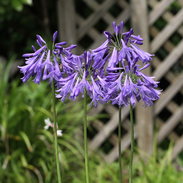 園芸ネット本店｜アガパンサス：ゲイルズサファイア4号ポット の通販