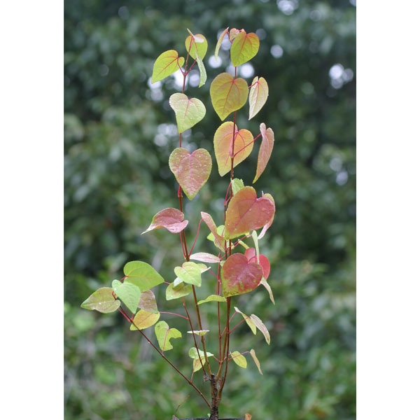 園芸ネット本店｜カツラ（桂）3.5号ポット の通販【公式】