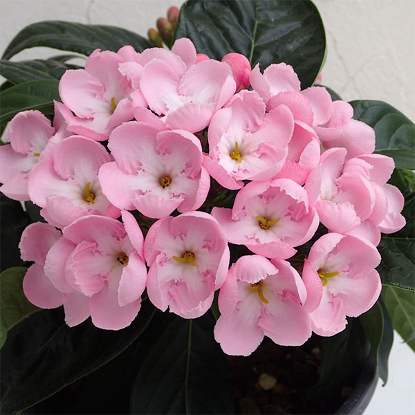 園芸ネット本店｜ルクリア（アッサムニオイザクラ）：紅富士（べにふじ