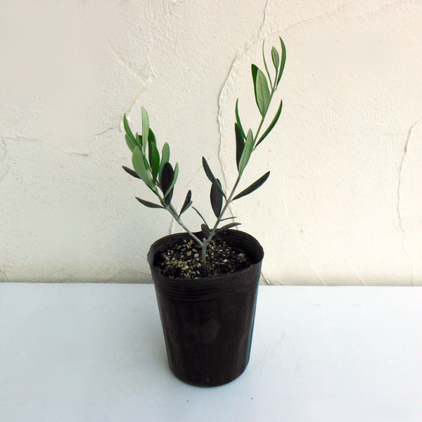 園芸ネット本店｜オリーブ：フラントイオ3.5号 3株セット の通販【公式】