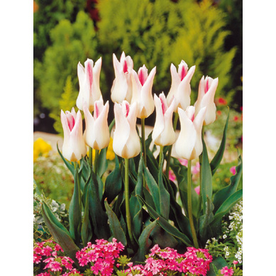 園芸ネット本店｜チューリップ：ホーランドチック3球入り（L） の通販