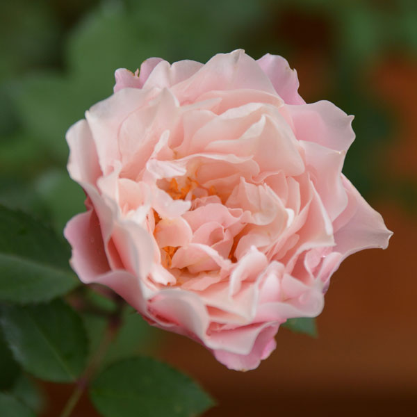 園芸ネット本店｜ロサ・オリエンティス：ダフネ大苗6号角鉢植え の通販