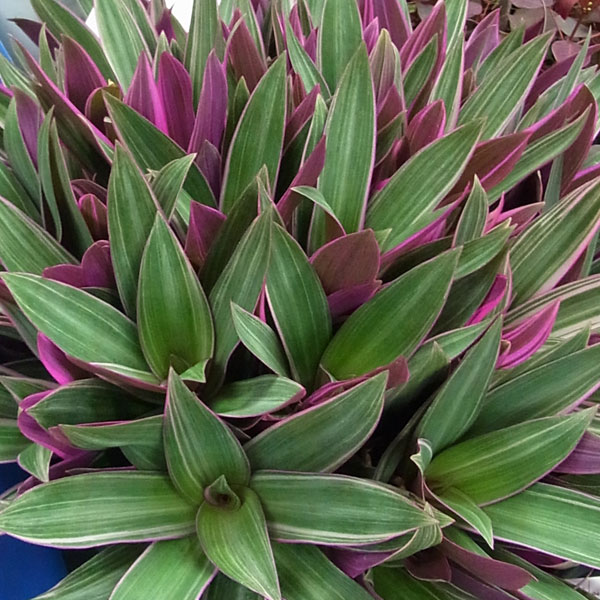 園芸ネット本店｜ムラサキオモト：オーロラ3号ポット 6株セット の通販