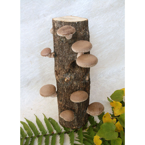 園芸ネット本店｜原木しいたけ栽培セットなるきのこデラックス の通販