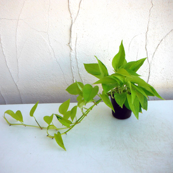 園芸ネット本店｜ポトス：ライム・コンパクト2号ポット3株セット の