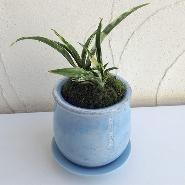 園芸ネット本店｜[ギフトに]オモト（万年青）：姫牡丹鉢植え／ステラ