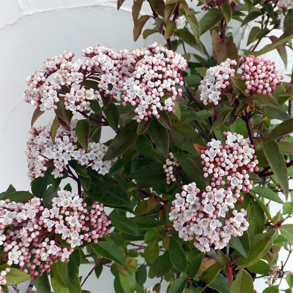 園芸ネット本店｜ビバーナム：ティヌス4号ポット の通販【公式】