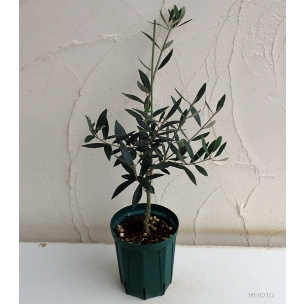 園芸ネット本店｜オリーブ：ロシオーラ5～6号ポット の通販【公式】