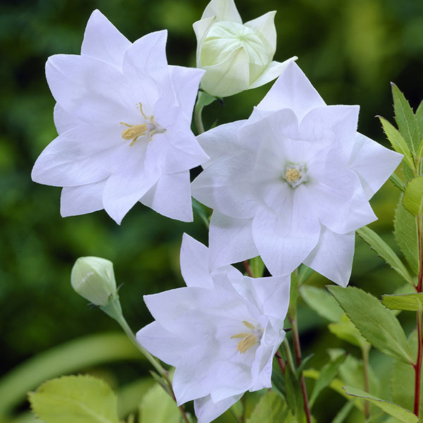 園芸ネット本店｜八重咲キキョウ：ハコネ（HAKONE）ホワイト3号ポット