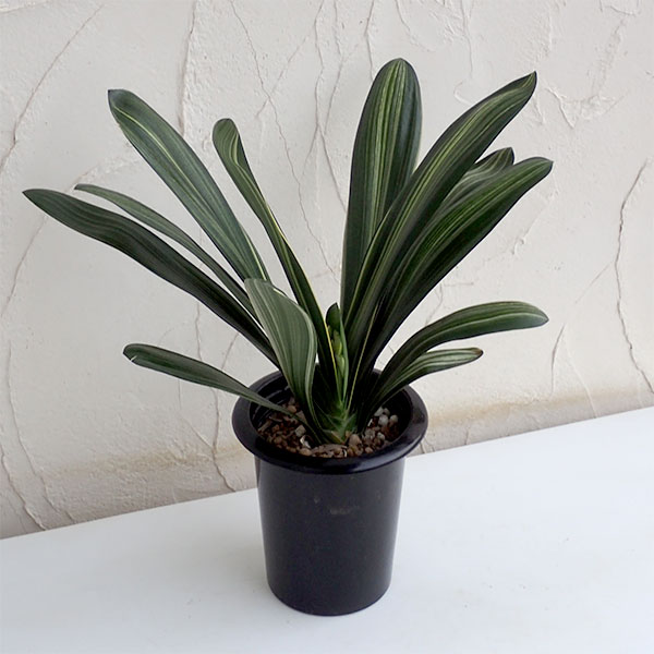 園芸ネット本店｜斑入り君子蘭（フイリクンシラン）6号鉢植え の通販