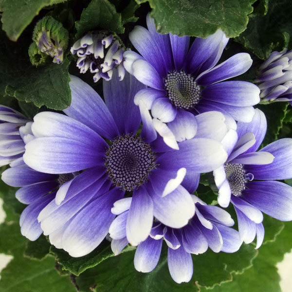 園芸ネット本店｜サイネリア：ティアクイーン ブルー5号鉢植え の通販