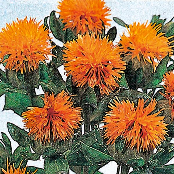 園芸ネット本店｜ベニバナ（紅花）：オレンジ3号ポット 2株セット の