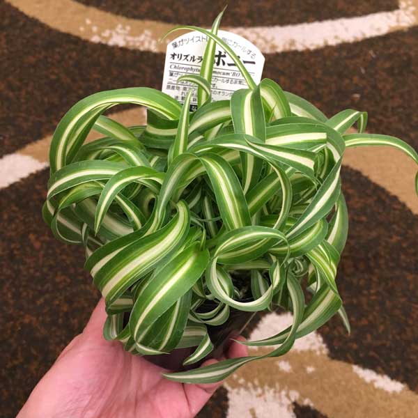 園芸ネット本店｜オリヅルラン：ボニー3号ポット の通販【公式】