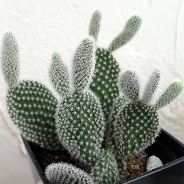 園芸ネット本店｜サボテン：バニーカクタス3号角鉢入り 3個セット の