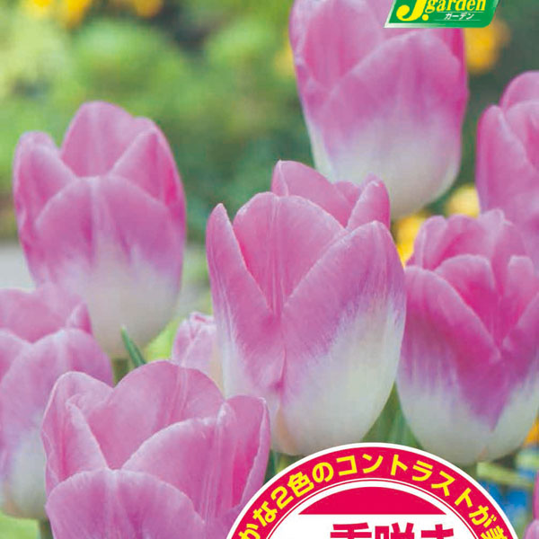 園芸ネット本店｜チューリップ（2色咲）：シンフォニー4球入り（T） の