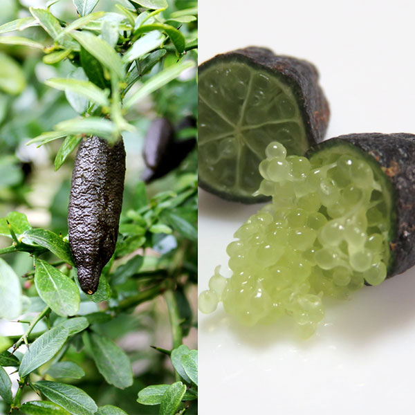 園芸ネット本店｜フィンガーライム：コレット4.5-5号ポット の通販【公式】