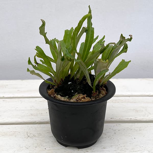 園芸ネット本店｜シダ：ノキシノブ 七変化3号ポット の通販【公式】