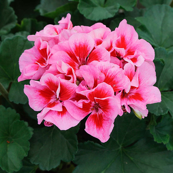 園芸ネット本店｜ゼラニウム：ハッピーブーケ ピンクスプラッシュ3.5号