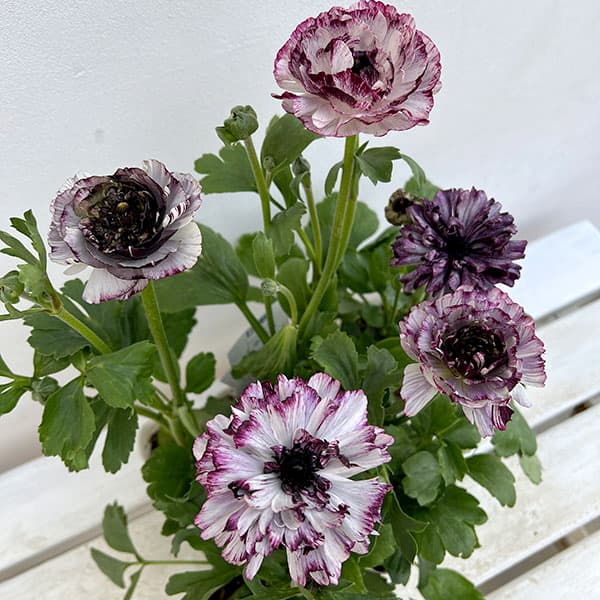 園芸ネット本店｜ラナンキュラス：イカロス パープル系（色幅あり）4号