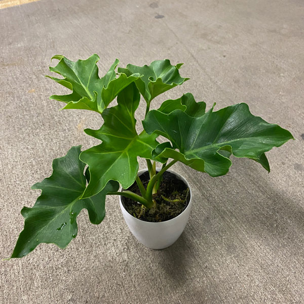 園芸ネット本店｜フィロデンドロン：セローム 3.5号 の通販【公式】