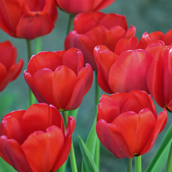 園芸ネット本店｜チューリップ：ファーストスター5号鉢植え（6球入り