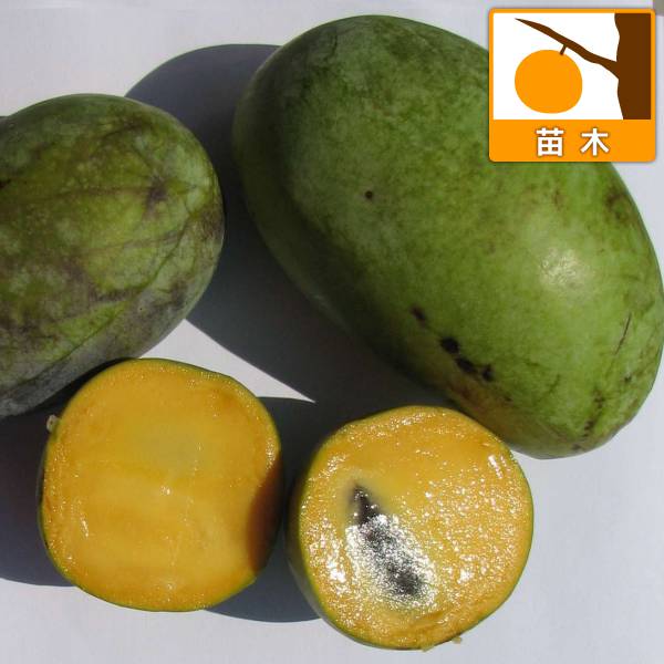 園芸ネット本店｜ポポー：アレゲーニー（接木苗）5-6号ポット の通販