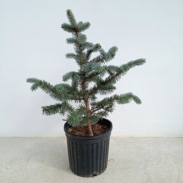 ④ ブンゲンス トウヒ ホプシー8号 最高等級極上品‼️ ①