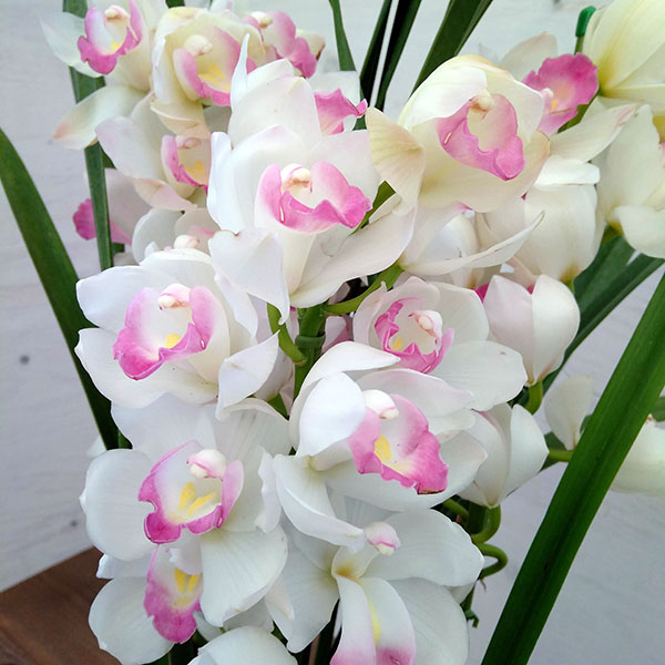 園芸ネット本店｜（わけあり特価）シンビジウム：ピンクペルペチュエル