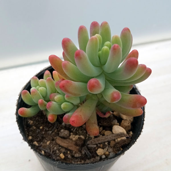 園芸ネット本店｜セダム：乙女心（おとめごころ）2号ポット の通販【公式】