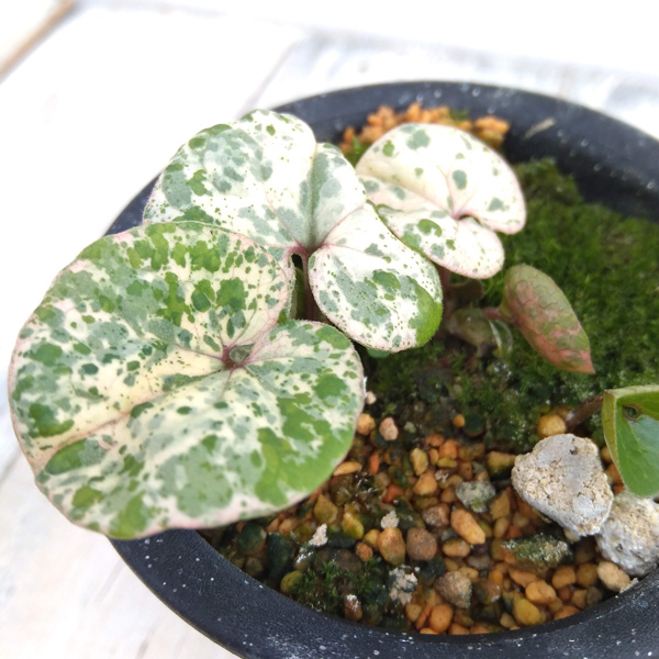 園芸ネット本店｜カンアオイ（寒葵）：紅孔雀（斑入りのカンアオイ） 3