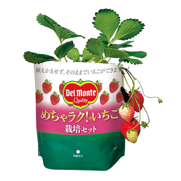 園芸ネット本店｜めちゃラク！(R)いちご栽培セット の通販【公式】