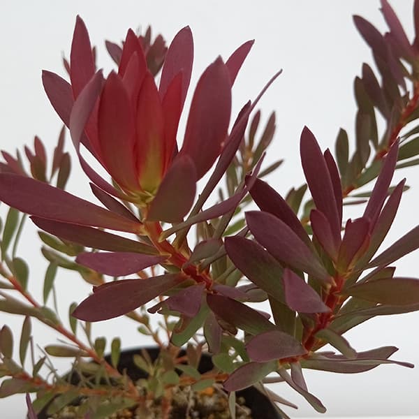 園芸ネット本店｜リューカデンドロン：デビルズブラッシュ 5号鉢植え